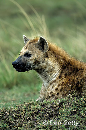 Spotted Hyena