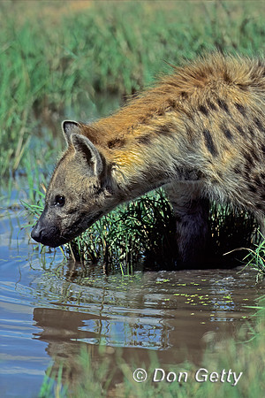 Spotted Hyena
