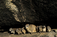 Rock Hyrax