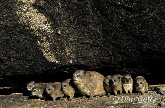 Rock Hyrax