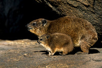 Rock Hyrax