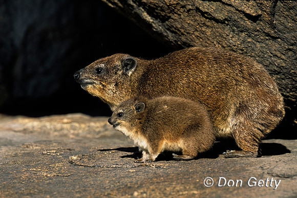 Rock Hyrax