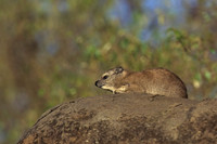 Rock Hyrax
