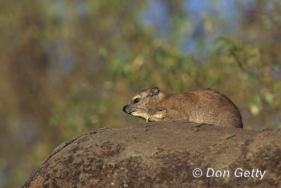 Rock Hyrax