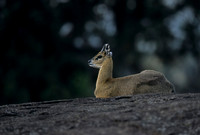 Klipspringer