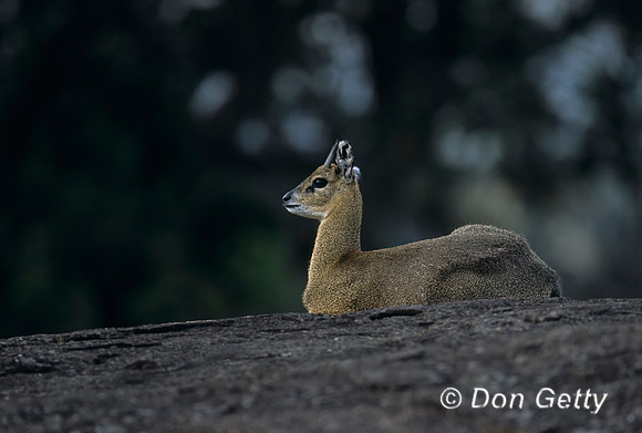 Klipspringer