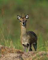 Klipspringer