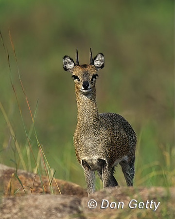 Klipspringer