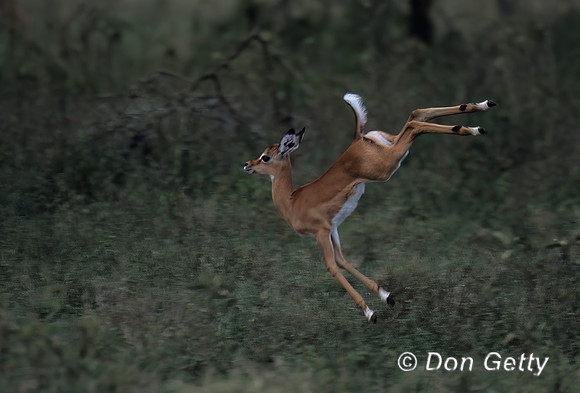 Impala