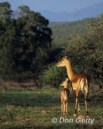 Impala