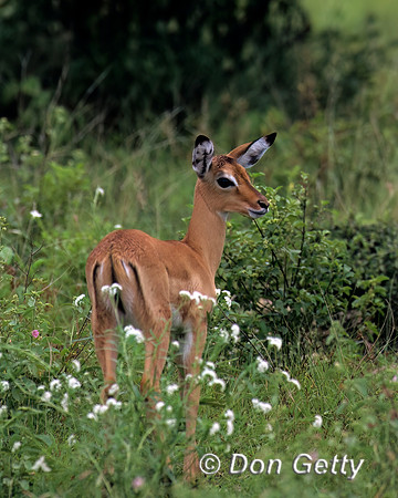 Impala