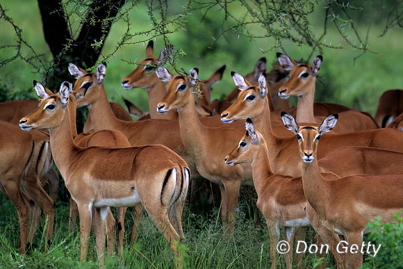 Impala
