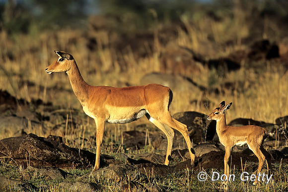 Impala