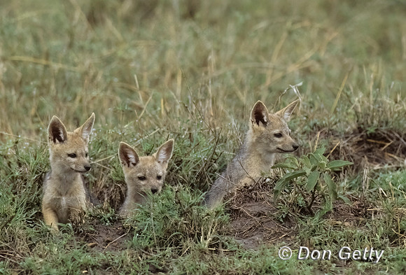 Jackal