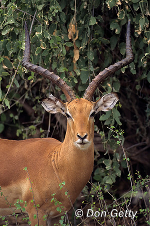 Impala