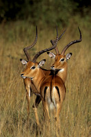Impala