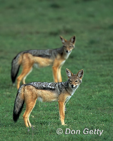 Jackal