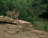 Klipspringer