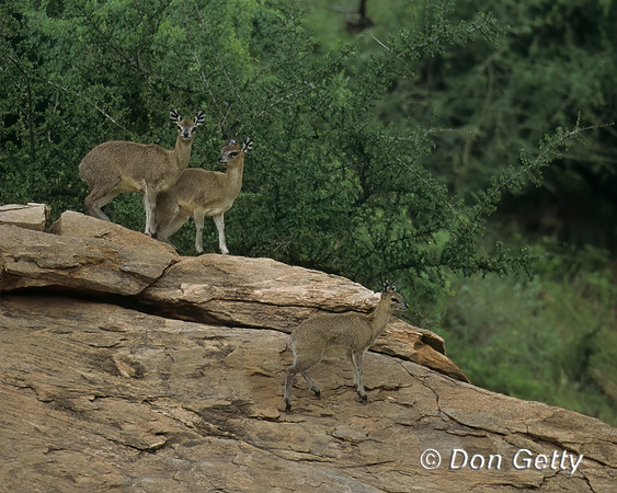Klipspringer