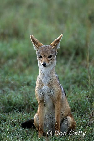 Jackal