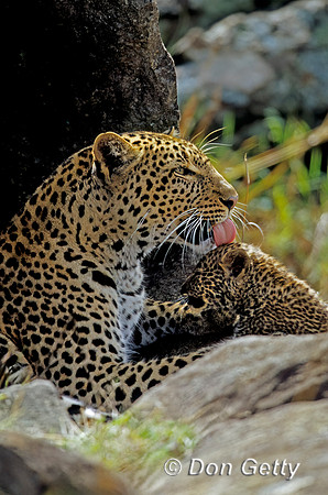 Leopard