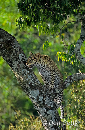 Leopard