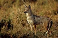 Jackal