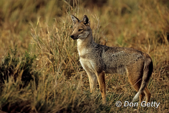 Jackal