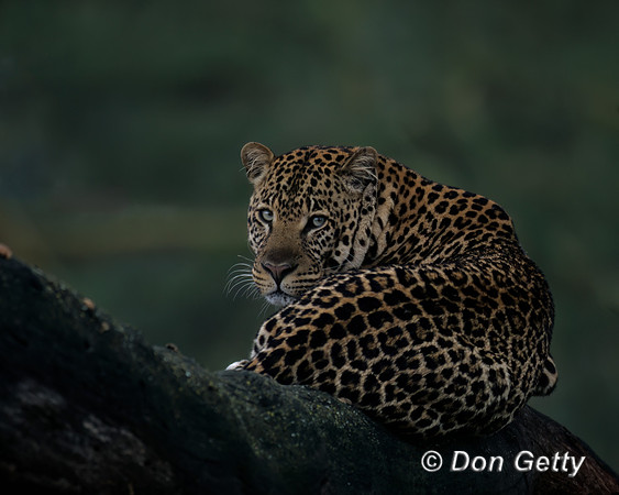 Leopard