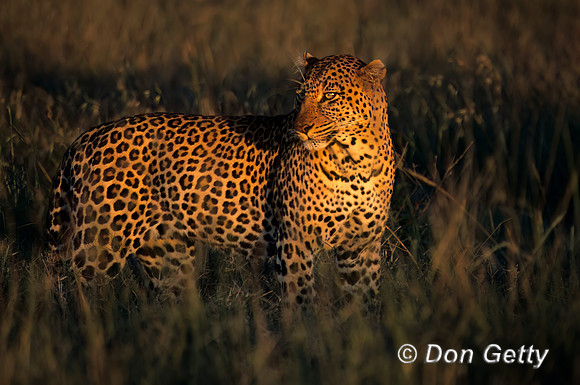 Leopard