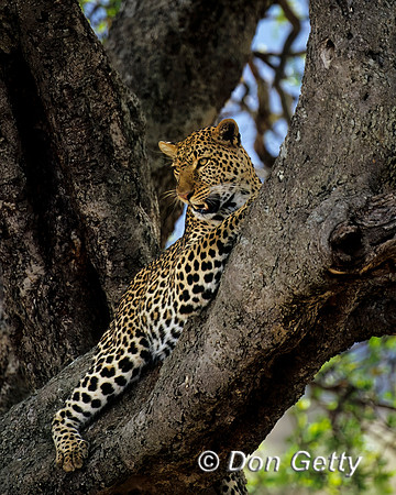 Leopard