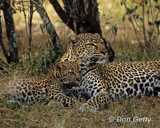 Leopard