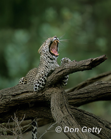 Leopard