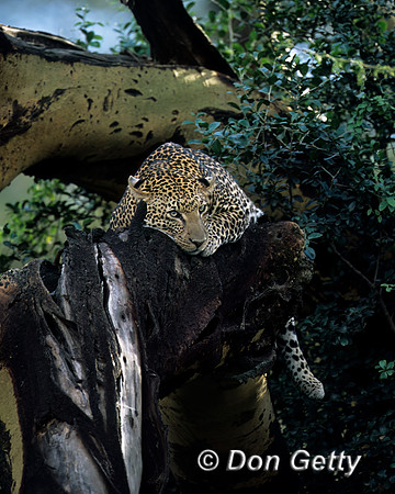 Leopard
