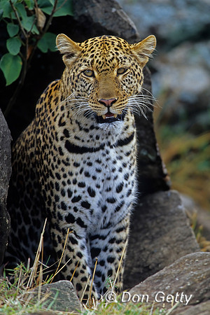 Leopard