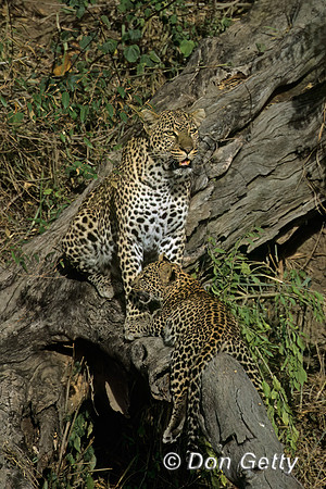 Leopard
