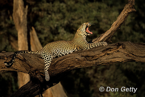 Leopard