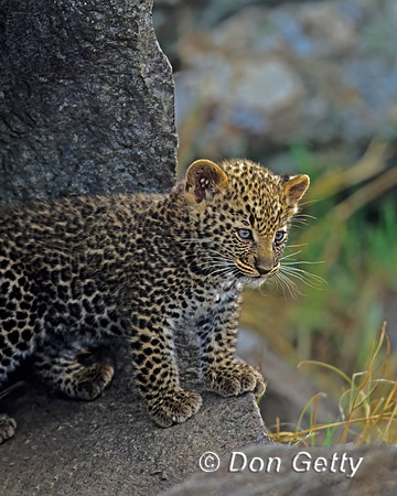 Leopard