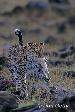 Leopard