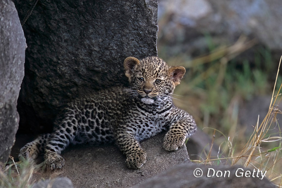Leopard