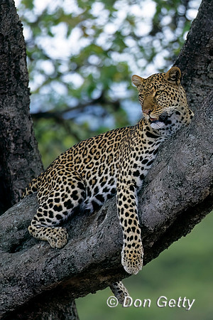 Leopard