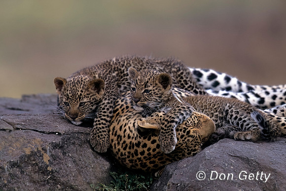 Leopard