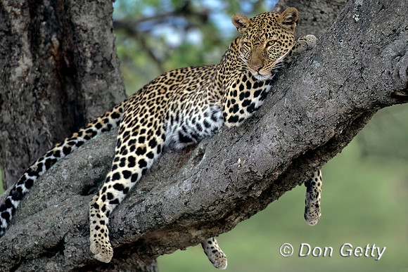 Leopard