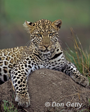 Leopard
