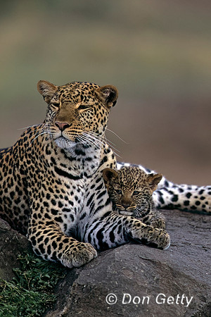 Leopard