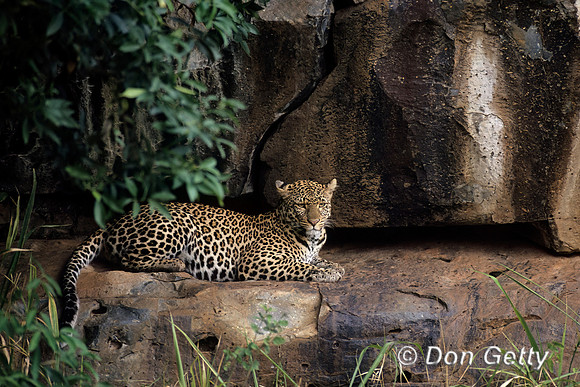 Leopard
