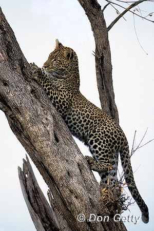 Leopard