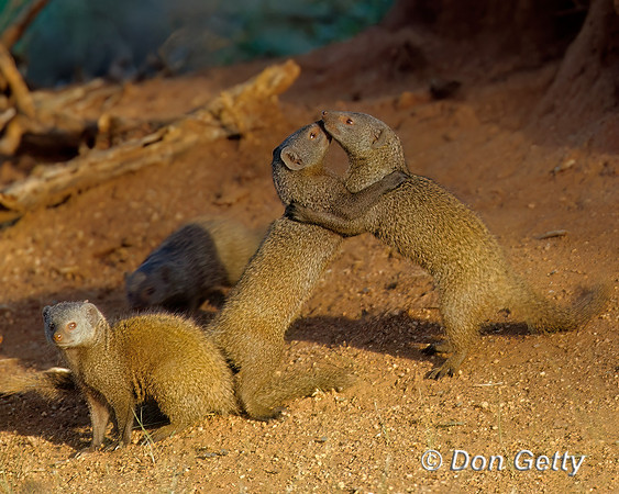 Dwarf Mongoose
