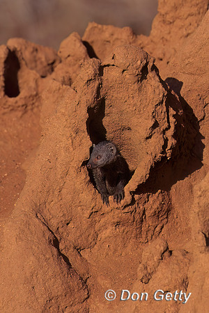 Dwarf Mongoose