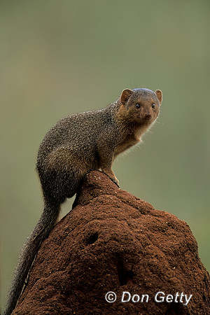 Dwarf Mongoose